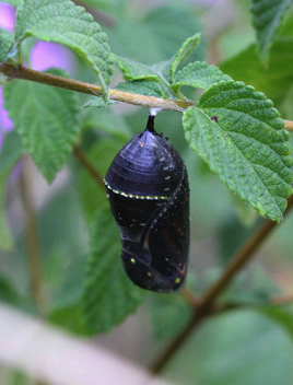 Monarch
Late Chrysalis